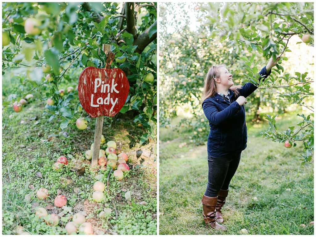 Michelle apple picking in Hendersonville, NC at Sky Top Apple Orchard. Photos by Holly Michon Photography.