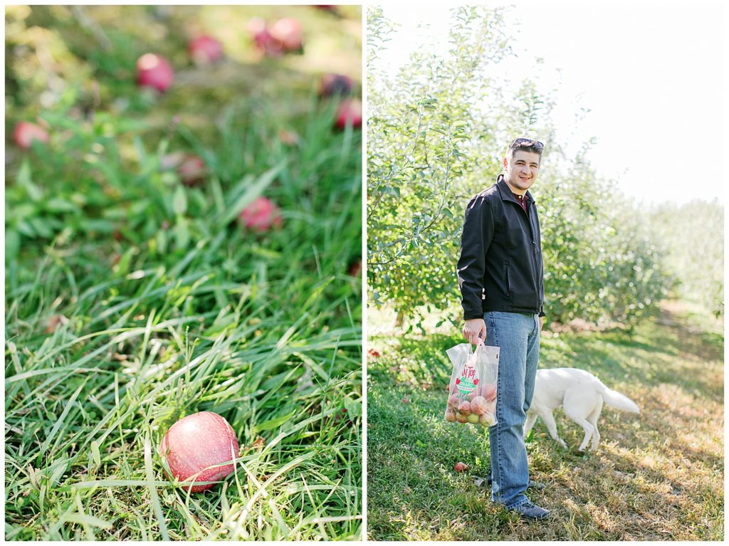 Robert apple picking in Hendersonville, NC at Sky Top Apple Orchard. Photos by Holly Michon Photography.