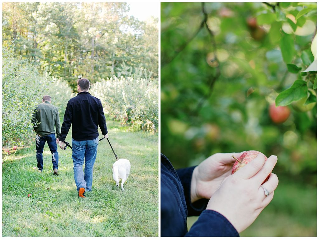 Apple picking in Hendersonville, NC at Sky Top Apple Orchard. Photos by Holly Michon Photography.
