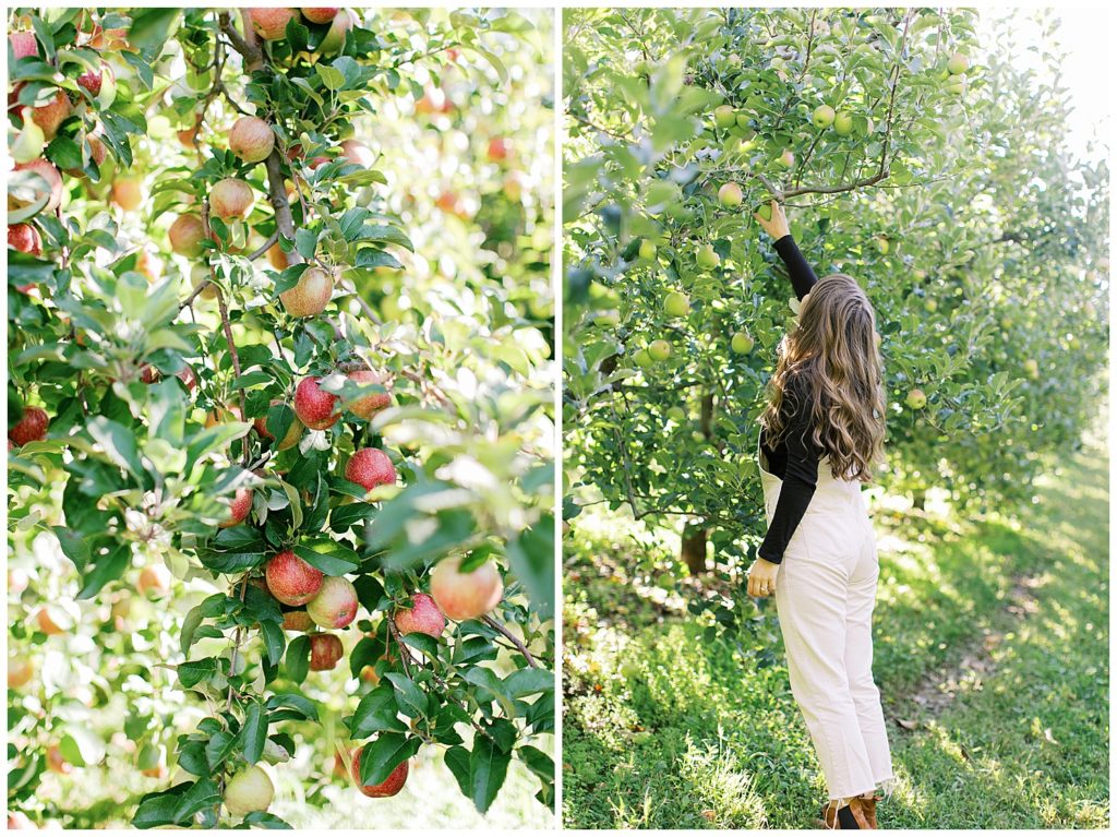Apple picking in Hendersonville, NC at Sky Top Apple Orchard. Photos by Holly Michon Photography.
