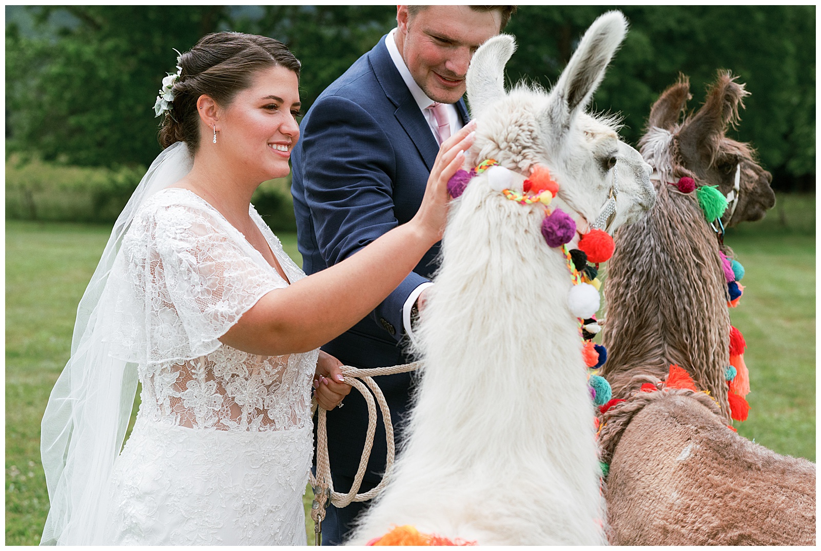 Llamas at a small outdoor wedding in East Tennessee Greenville in the mountains. Bride and groom walking with llamas. 