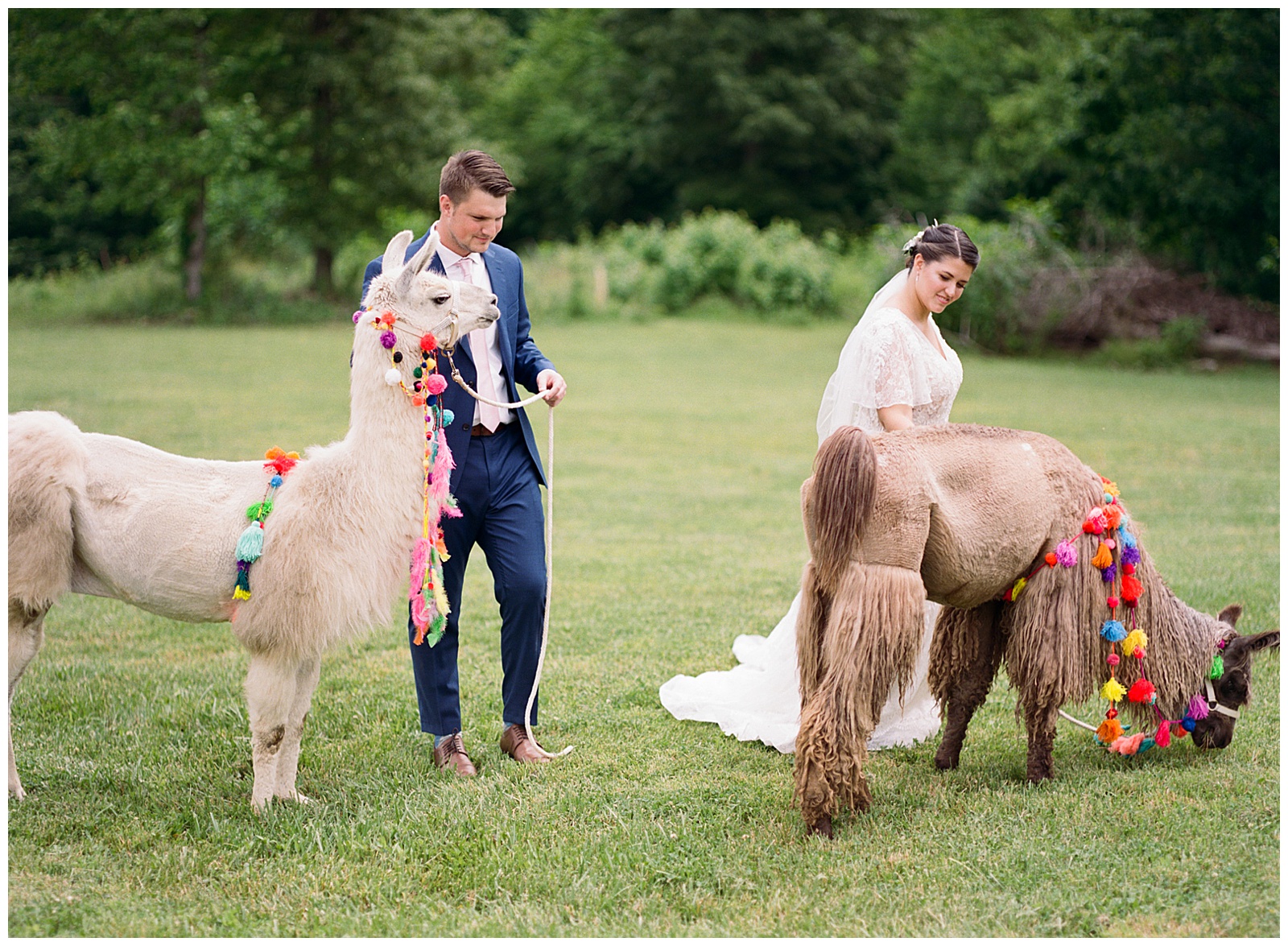 Llamas at a small outdoor wedding in East Tennessee Greenville in the mountains. Bride and groom walking with llamas. 