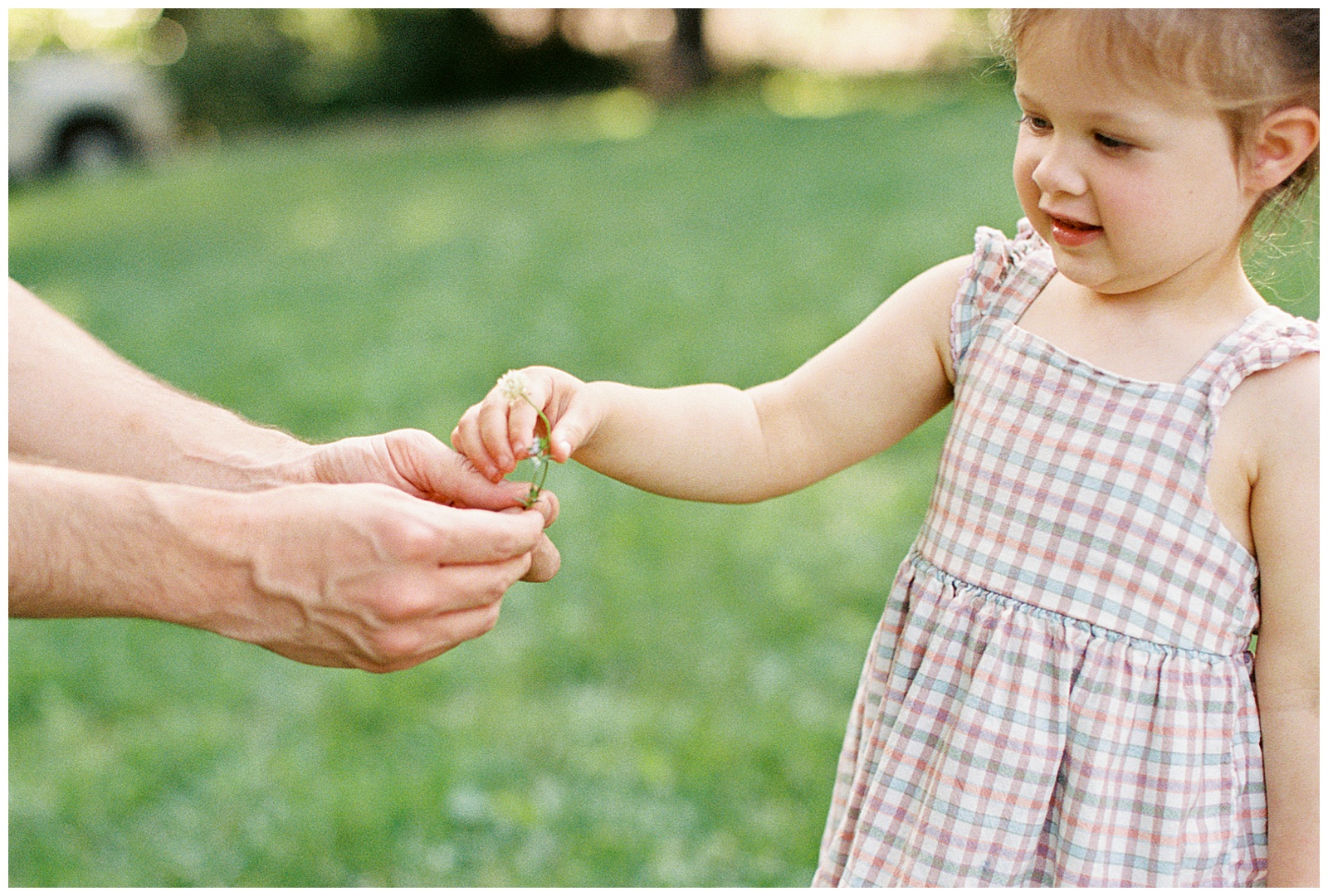 Daughter picks flowers for parents during knoxville in-home lifestyle session